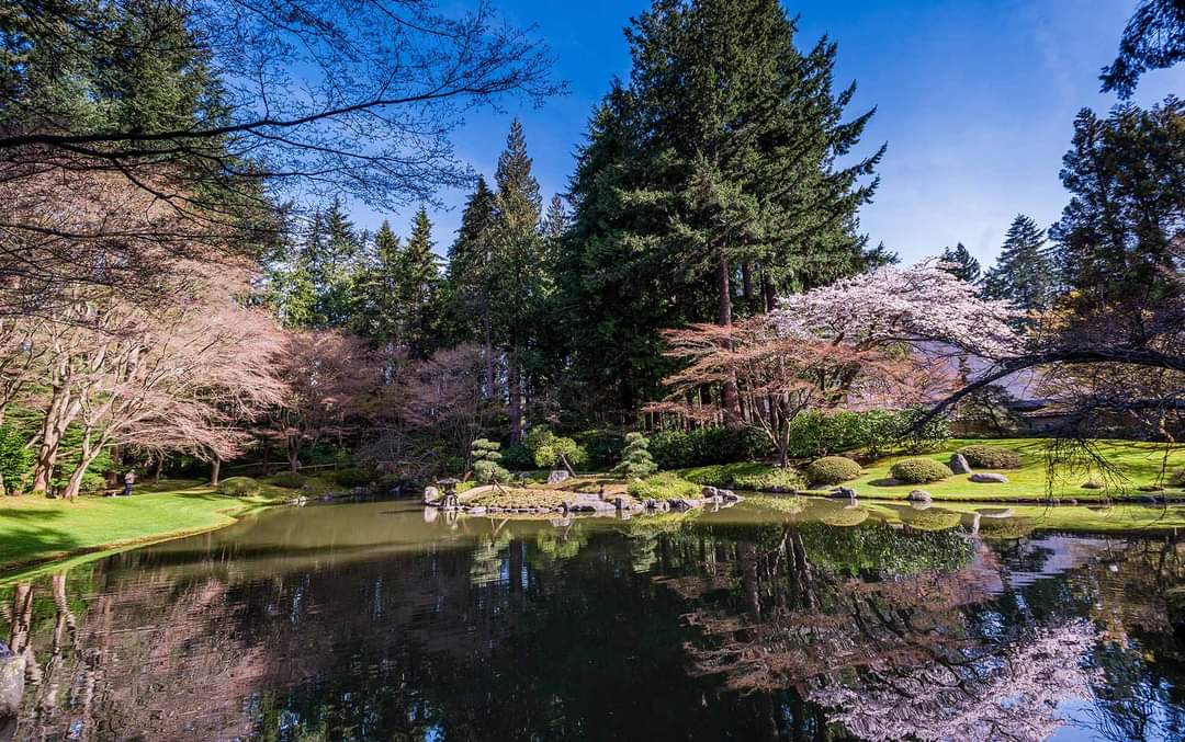 #MotivationDuLundi pour les amoureux de la nature 😍
Fleurs de cerisier de Vancouver 🌸🌸🌸
📸©️: University of British Columbia