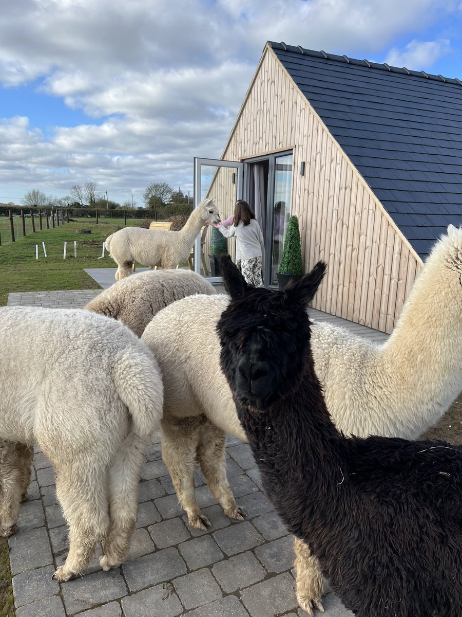 Ceridwen Eccles tweet media