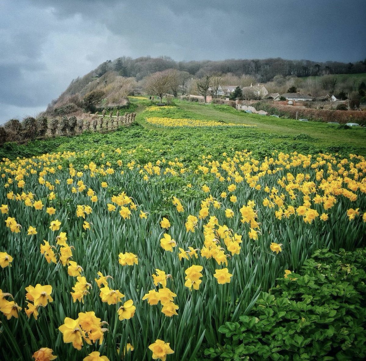 ExeterLiving's tweet photo. Happy Monday folks! Lovely daffs in Sidmouth, 📸 by @survivingsixtyfive
#Sidmouth #daffodils #devon #springinDevon https://t.co/yVoE6zDLdr
