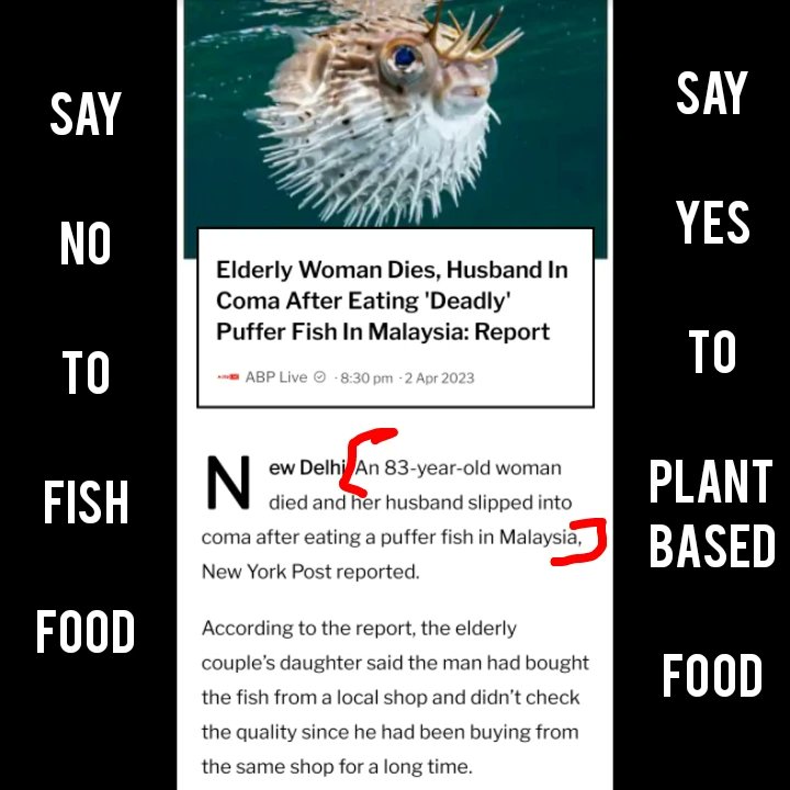 VeganDisha's tweet photo. Fish put elderly couple's lives in danger husband is in coma and wife died. So sad βΉοΈ read full news π
.
.
.
#fishfeelpain #justice #letFishLive #fishsave #vegandirectionindia #liveveganindia #goveganindia https://t.co/ScwnotHtLW