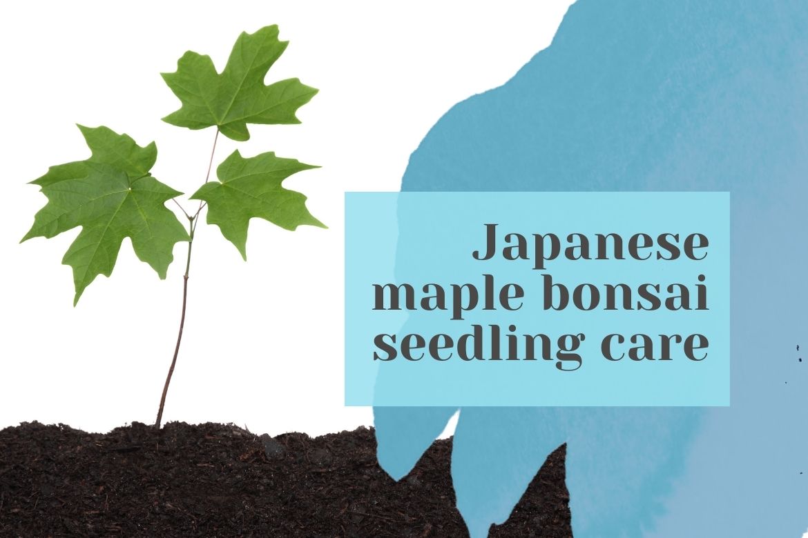 AgroTexGlobal's tweet photo. How to take care of Japanese maple bonsai seedling 
 
https://t.co/L3yIwN7pnV
 
#agriculture #agriculturenews #agrinews #agronews #farming #agricultureworld #agrilife #fruit #vegetable #agritech #Krishinews #farmer #producetrade #producenews https://t.co/L2Y3xLKNzs