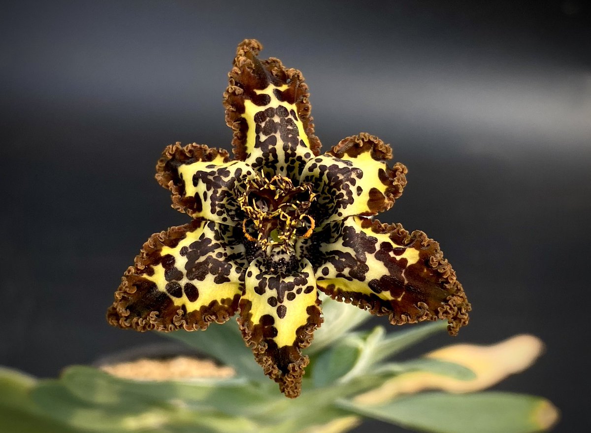 GakuAmbient's tweet photo. フェラリア・クリスパ
Ferraria cripa

花も香りもえげつない

#多肉植物
#ケープバルブ https://t.co/cFVWzqR3RI