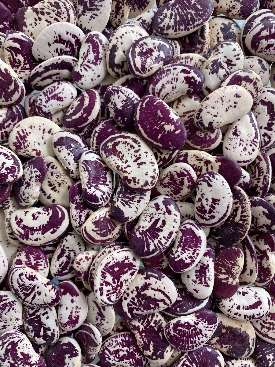 vegankitdotcom's tweet photo. Christmas Lima Beans from Rancho Gordo #govegan #vegan https://t.co/sPAhycx9SF https://t.co/OIhJTOHPGf