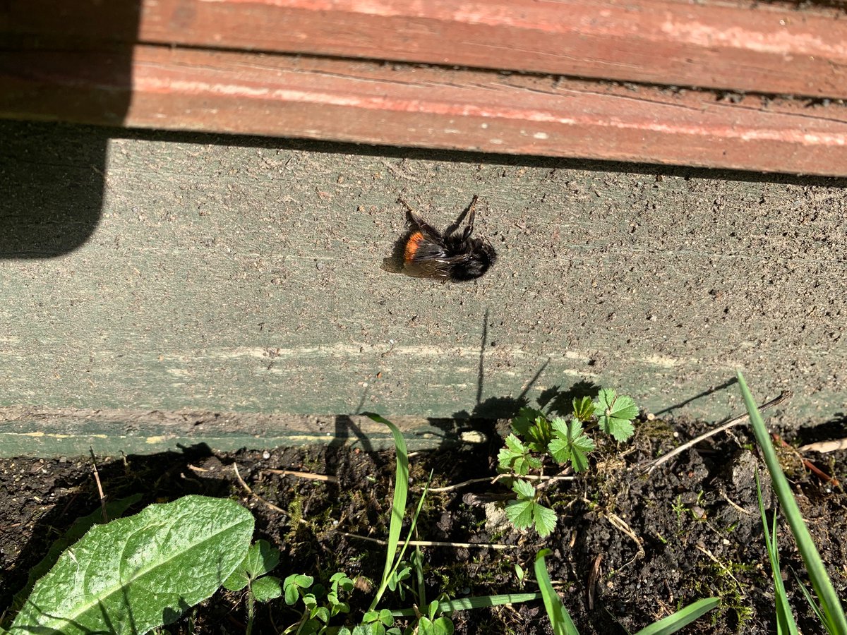 Henrietta Pringle (@henpringle) on Twitter photo Nice day for pollinators yesterday - in the space of 5minutes, my first #beefly of the year, Red-tailed bumblebee and Common Carder Bee. #BeeFlyWatch @SoldierfliesRS <a href="/TVERC1/">Thames Valley Environmental Records Centre</a> <a href="/BumblebeeTrust/">Bumblebee Conservation Trust</a> Nice day for pollinators yesterday - in the space of 5minutes, my first #beefly of the year, Red-tailed bumblebee and Common Carder Bee. #BeeFlyWatch @SoldierfliesRS <a href="/TVERC1/">Thames Valley Environmental Records Centre</a> <a href="/BumblebeeTrust/">Bumblebee Conservation Trust</a>