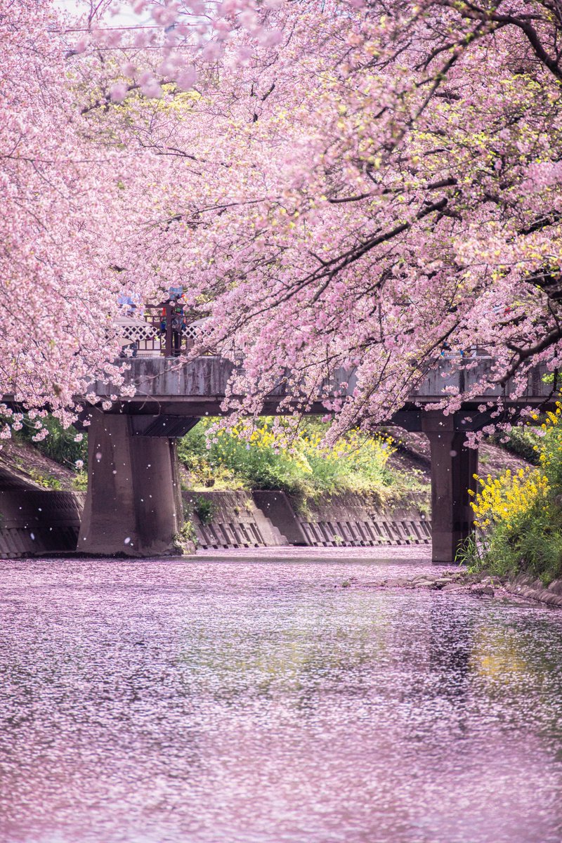 桜が散り出して生まれた目黒川の花筏が綺麗でした🌸 2025.04 #目