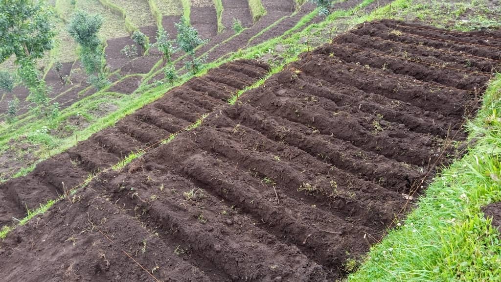 Farming on ridges plays a vital role in the prevention of erosion and soil runoff. 
Did you know that Ridges create a well-drained, well-aerated environment for strong crop growth and make it simple to control weeds? 
#AgricultureModernization #PlantForThePlanet