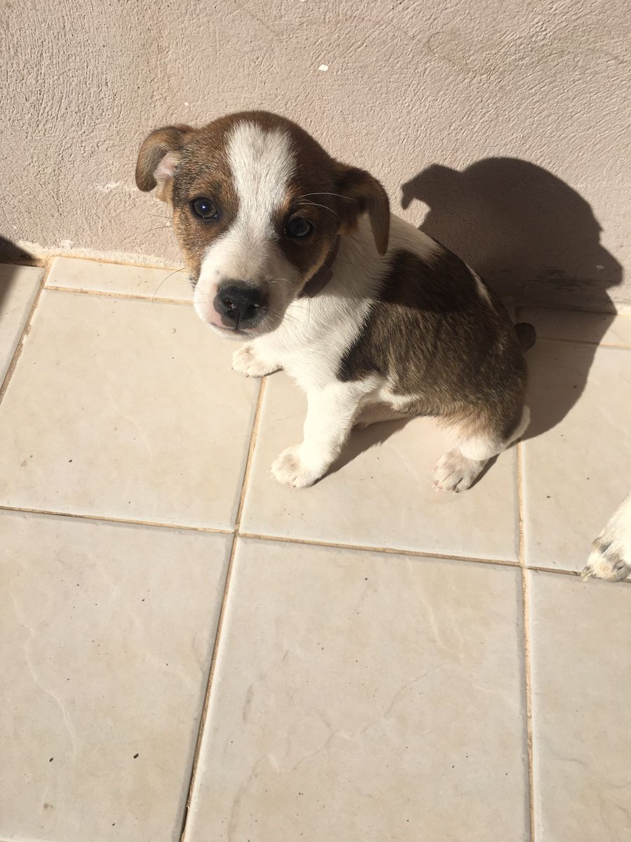 Deskrub's tweet photo. 3 cachorritas en adopción! Serán de tamaño pequeño/mediano (podéis ver a la madre en el vídeo) y son un amor. Se llevan bien con otros perros y con gatos. Son de Murcia, pero habría movilidad también a Granada y Zaragoza. Una poquita de difusión, porfa 🙏🏾 https://t.co/xLDL3b8Ubv