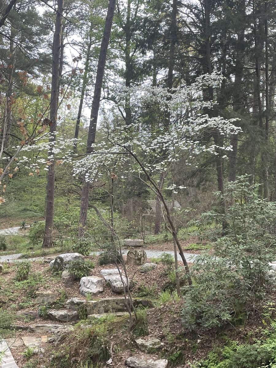 Azaleas and dogwoods #sarahpdukegardens