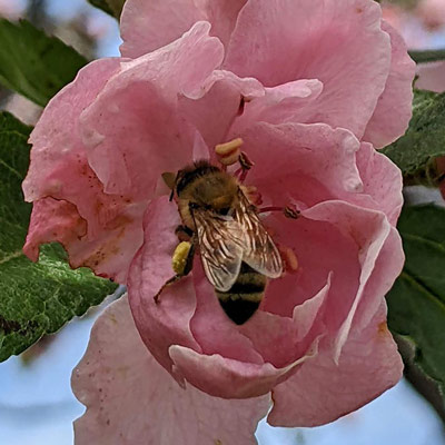 Delaware Highlands Conservancy tweet media