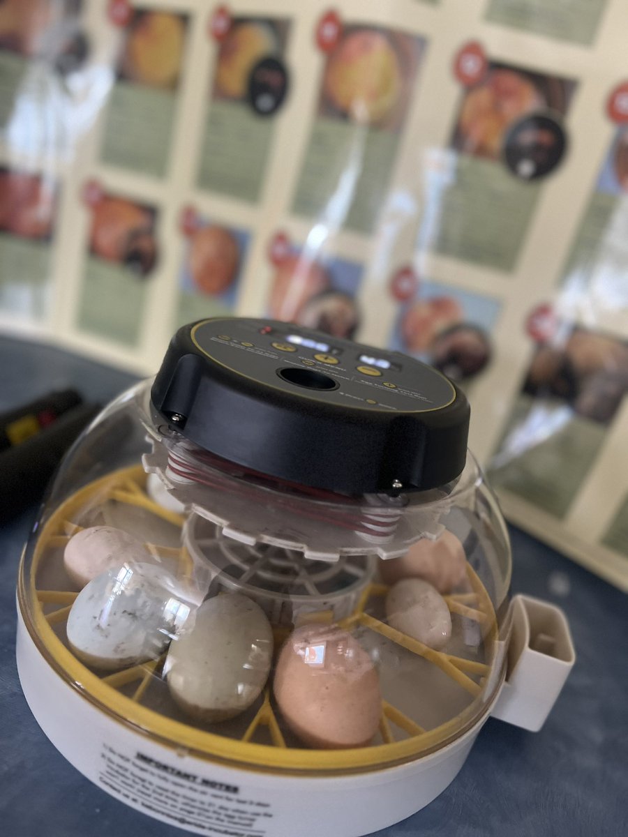 It’s Egg 🥚 day in 3rd!! We are so excited to experience this together! Follow along for chick 🐣 updates!!!