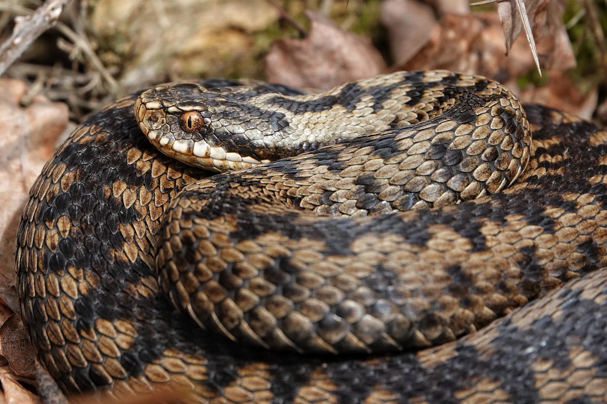 AnasPenelope85's tweet photo. Went for a walk and found this beautiful lady ❤️🐍 #adder #EpsomCommon https://t.co/TAgZISjIlM