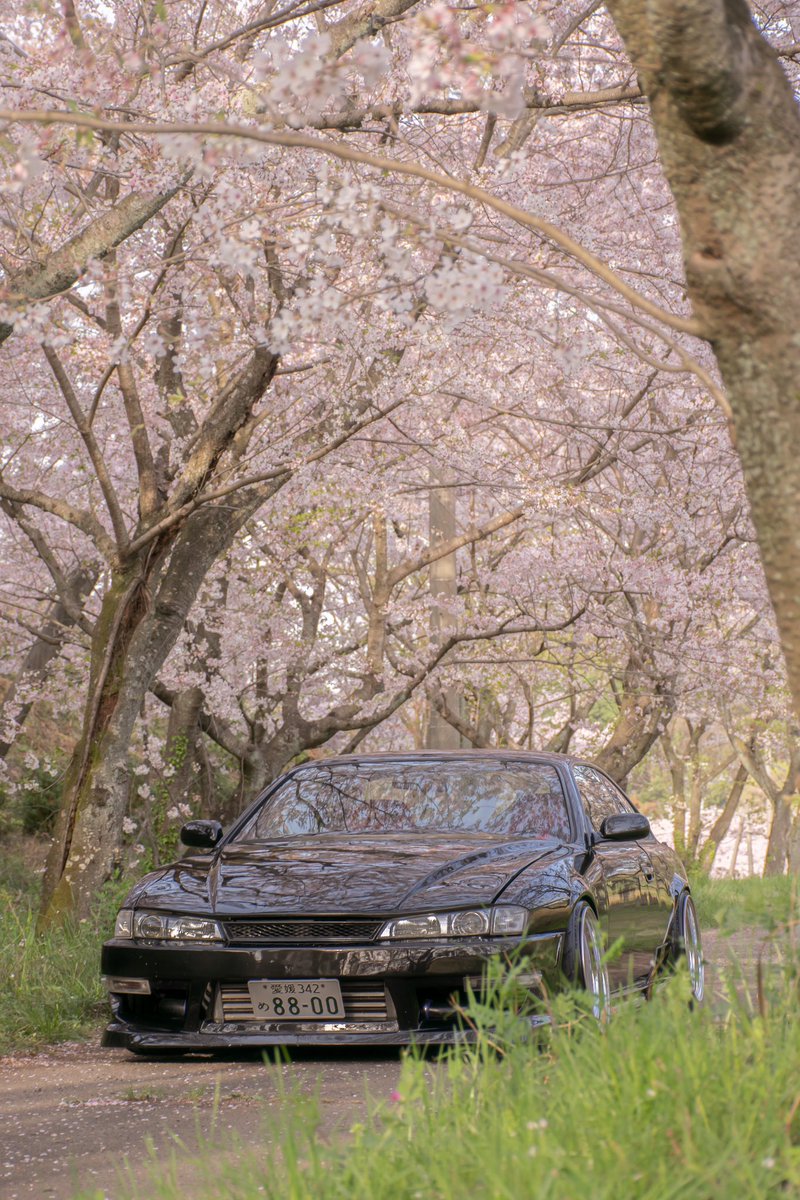 愛車と桜🚗🌸📸✨