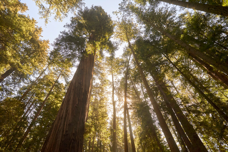 Over 63 million acres of mature &amp; old-growth forests safeguard carbon, water, &amp; biodiversity across federal public lands, including over 5 million acres managed by <a href="/BLMNational/">Bureau of Land Management - National</a> &amp; over 53 million acres managed by <a href="/forestservice/">USDA Forest Service</a>. 

Some 50 million acres are at risk from logging.