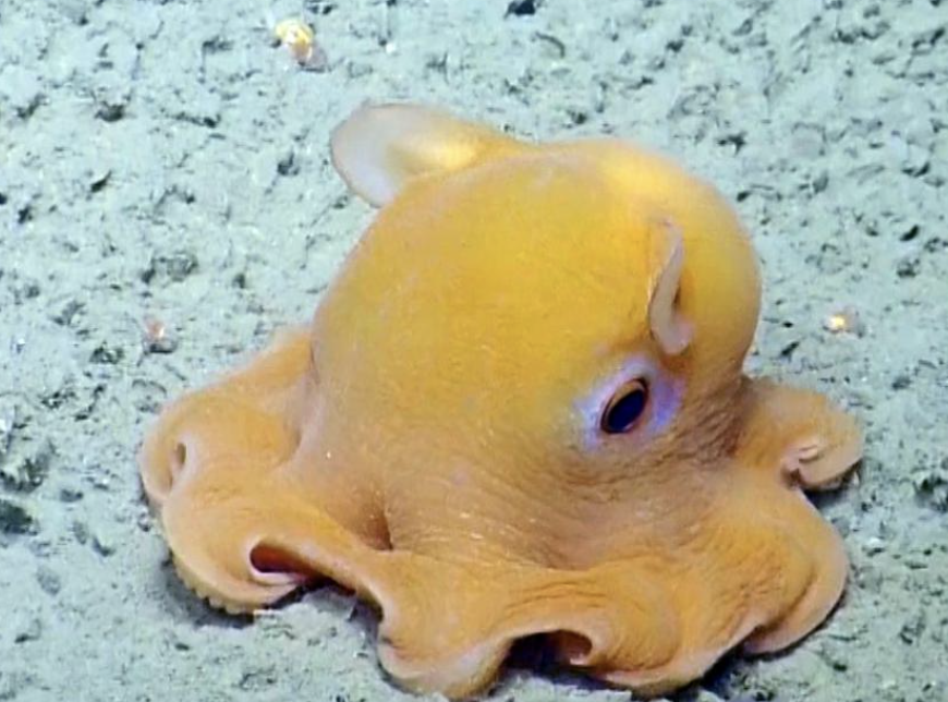 Chase Martin 🐙 tweet media