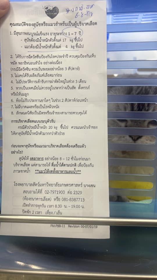 เฉโป (VRZO) กำลังต้องการความช่วยเหลือค่ะ น้องต้องถ่ายเลือดด่วนพรุ่งนี้ 8 โมงเช้าที่ร.พ.สัตว์ม.เกษตรศาสตร์ บางเขน แมวใครมีคุณสมบัติตามรูป 2 รบกวนด้วยนะคะ ;-;🤲🏻