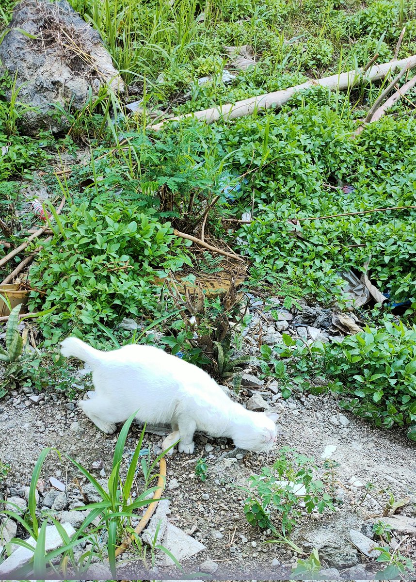 Hyro_Woofful's tweet photo. The rarest eye color ๐ป
#rareeyecolors #allwhitecat #beautifuleyecolors https://t.co/y02SwxwHk5