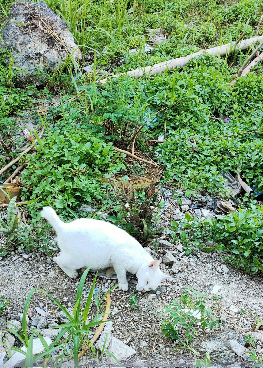 Hyro_Woofful's tweet photo. The rarest eye color ๐ป
#rareeyecolors #allwhitecat #beautifuleyecolors https://t.co/y02SwxwHk5