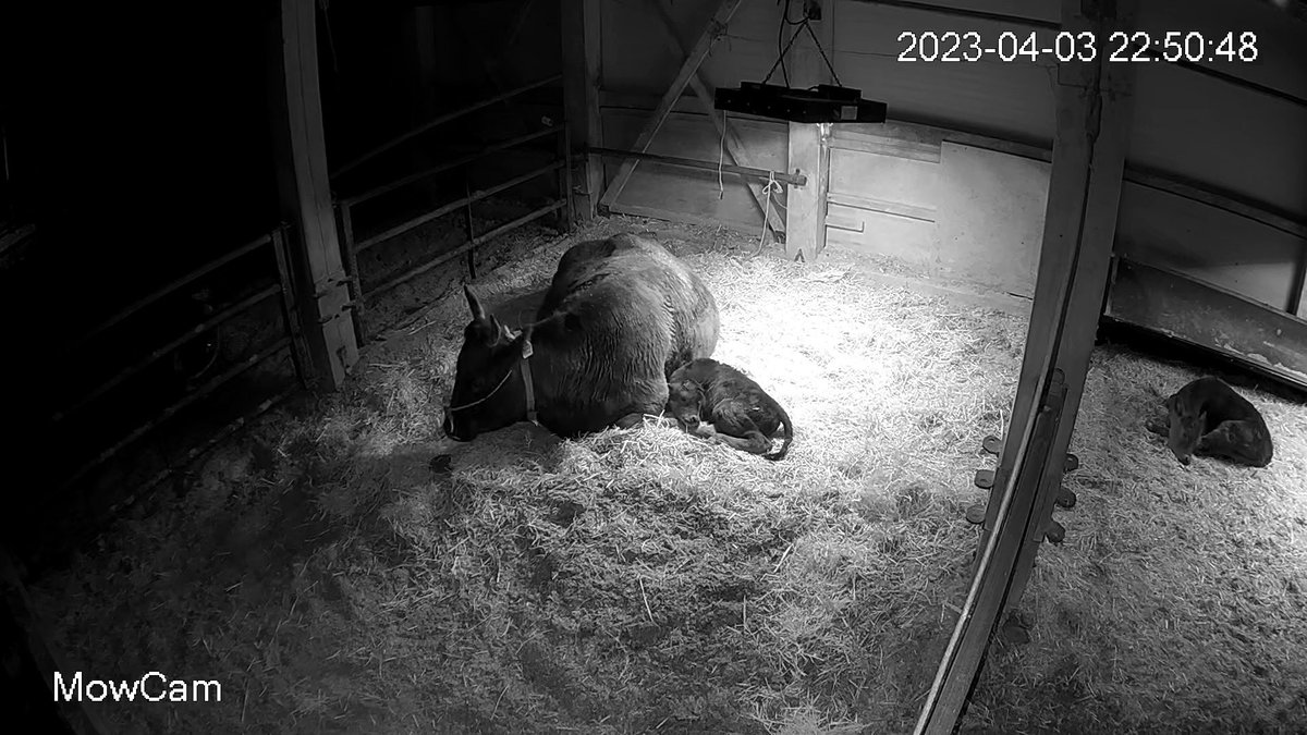 tanakakazuma's tweet image. 寝る前はいつも牛舎のライブカメラ見ている。良い寝姿だ。安心して今日も寝れます。おやすみなさい。