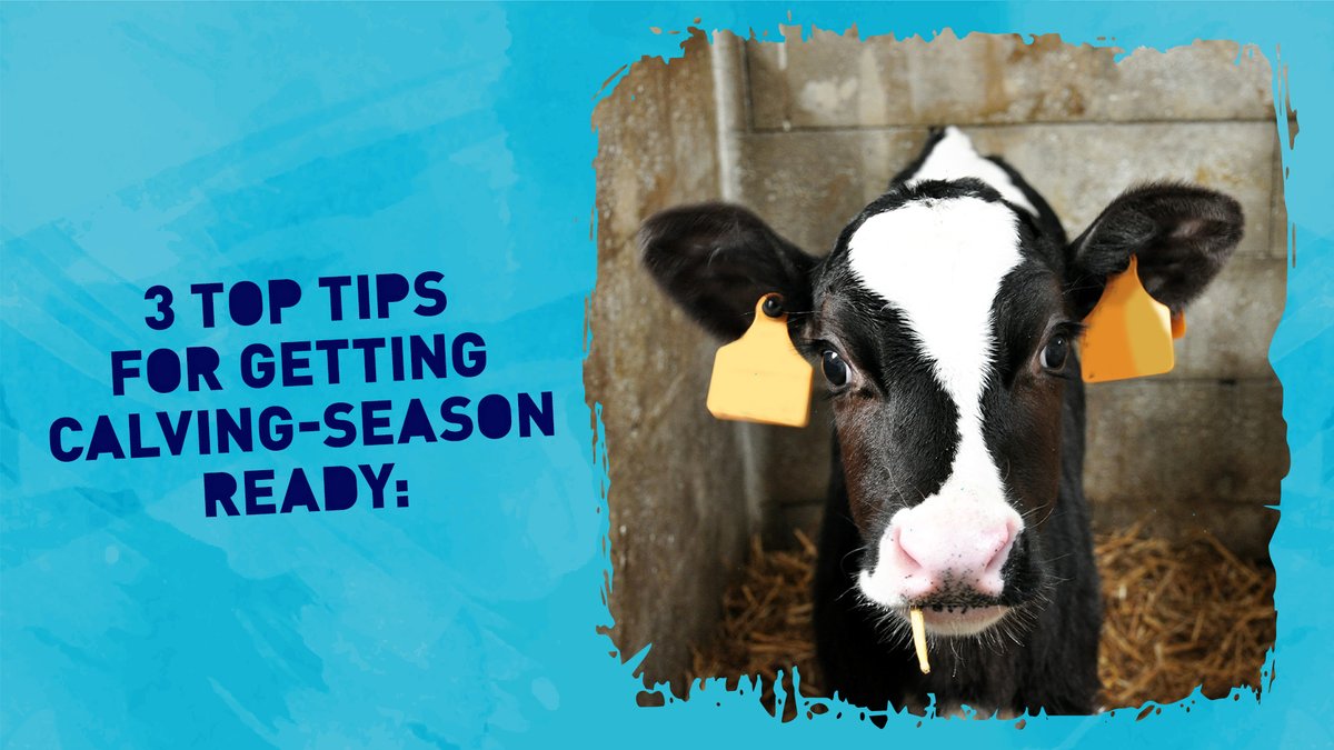 CALFMATTERS tweet media