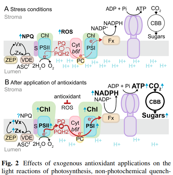 Rebecca Roston tweet media