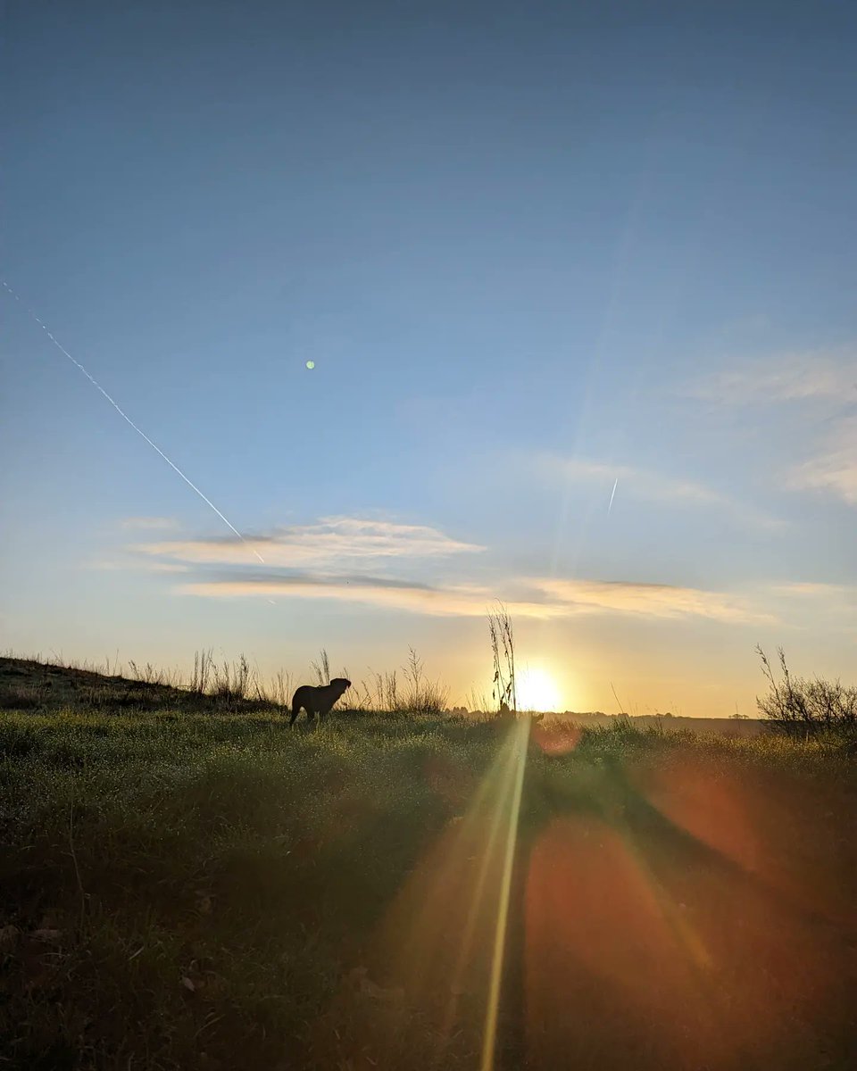 Forever grateful for sunrise walkies with my girl 🌞