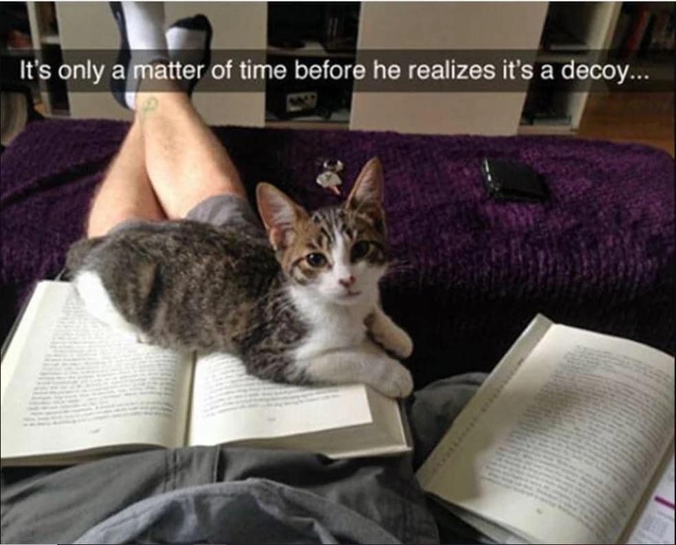 cats that are up to no good tweet media