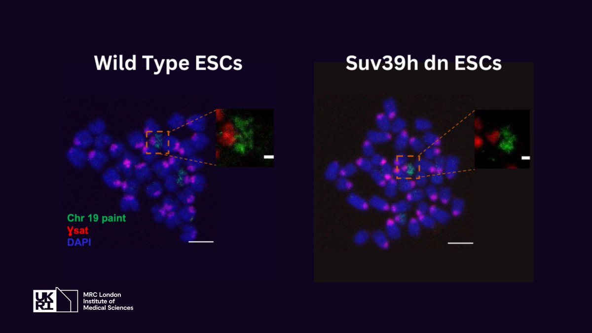 MRC_LMS's tweet photo. Congrats to the LMS #EpigeneticMemory group on their latest publications in @NatureSMB! 🎉🧬
The team revealed that the heterochromatin mark H3K9 trimethylation is crucial in mitotic chromosome compaction and bookmarking.
👉https://t.co/LkYzijRFbM https://t.co/3qLfeFZpAT
