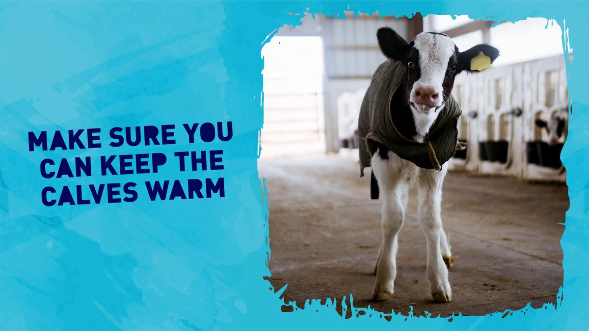 CALFMATTERS tweet media