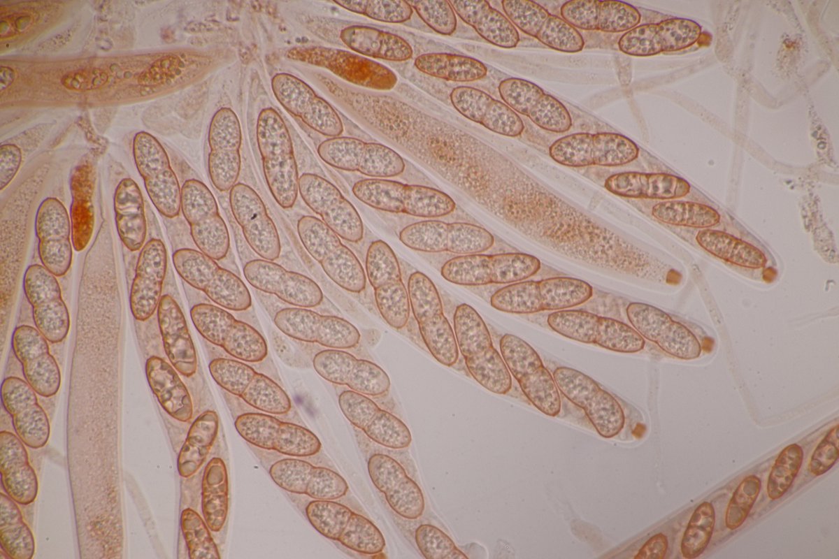 RPilze's tweet photo. Caudospora taleola ex Quercus robur
#Quercusrobur #Quercus #Stieleiche #pedunculateoak #farnia #roblecomún #Chênepédonculé #Caudosporataleola #Caudospora #mushroom #mushrooms #fungus #fungi #pilz #pilze #champignons #champignon #nature #natur https://t.co/pd1vQKqybJ