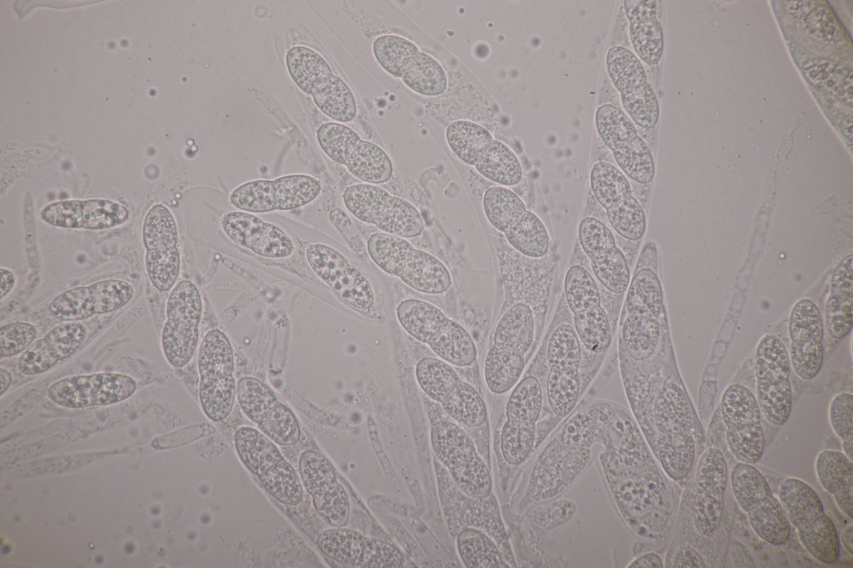 RPilze's tweet photo. Caudospora taleola ex Quercus robur
#Quercusrobur #Quercus #Stieleiche #pedunculateoak #farnia #roblecomún #Chênepédonculé #Caudosporataleola #Caudospora #mushroom #mushrooms #fungus #fungi #pilz #pilze #champignons #champignon #nature #natur https://t.co/pd1vQKqybJ