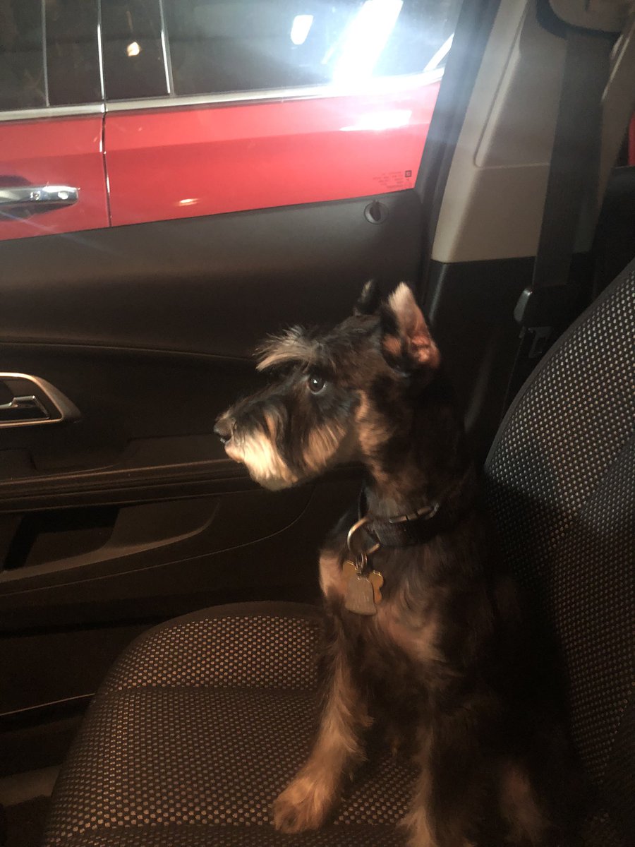 NikkiUnited's tweet photo. Meet Asher! Everywhere I go he goes,my shadow💙💙💙 #minatureschnauzer #stucklikeglue #mamasboy https://t.co/Vle9T6PCyv