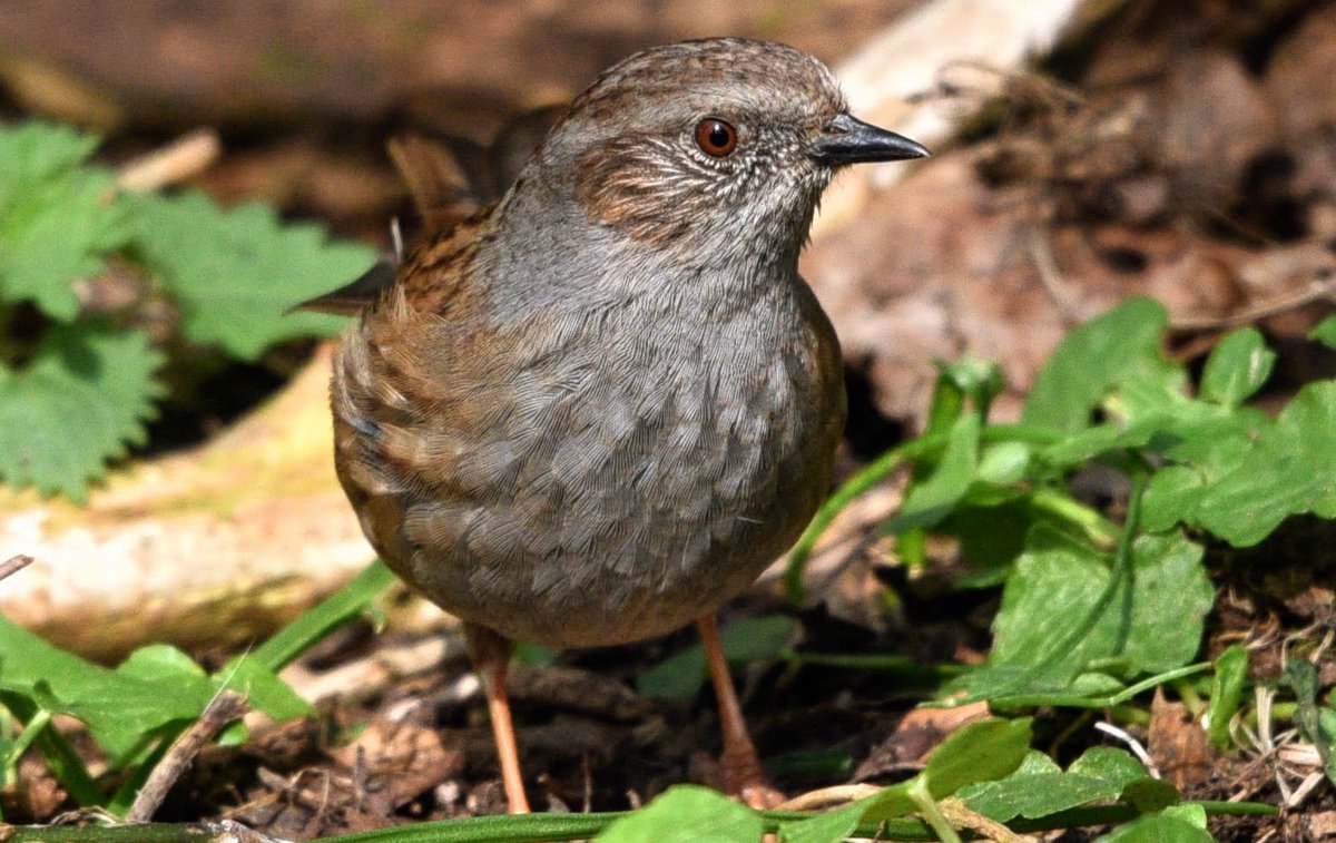 The #Dunnock..simply a bright eyed and charming little bird with a pretty little song at this time of year too #birds #nature #photography