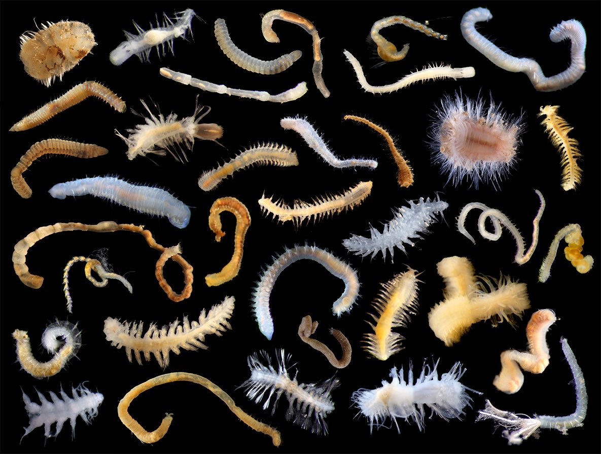 Excited to share my first first author paper! We used a DNA taxonomy approach to examine the biodiversity, biogeography, and genetic connectivity of over 1800 polychaete specimens from the Pacific #deepsea 
doi.org/10.1111/ddi.13…