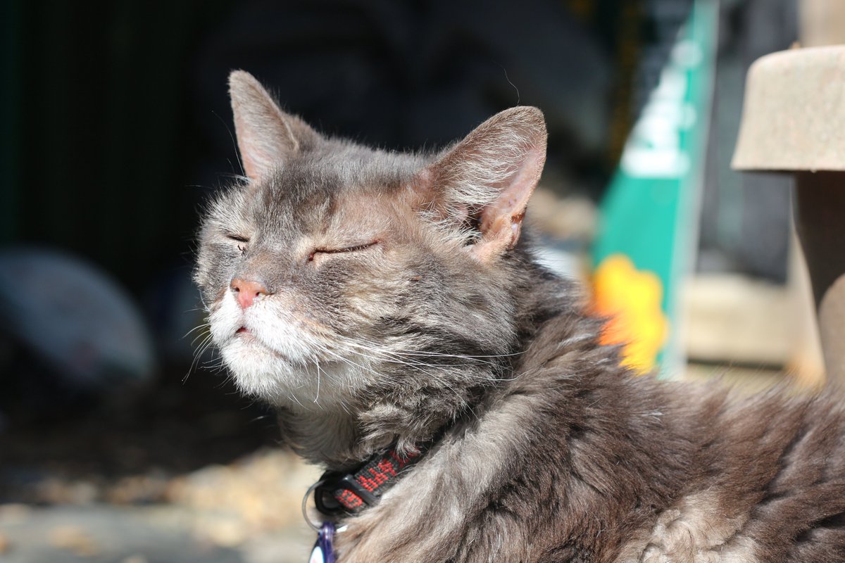 Haul wedi cyrraedd Aberystwyth!
#CatsOfTwitter