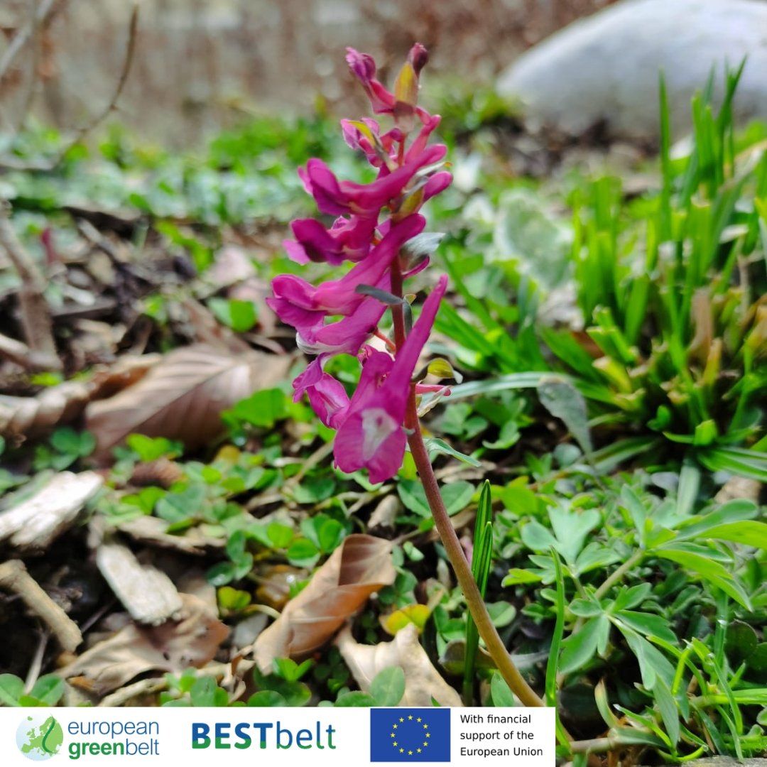 ReteItalia_EGB's tweet photo. Beautiful monitoring session in Lusevera for #BESTbelt Project!
Our ecologists dug in #biodiversity rich alpine wetlands and meadows looking for amphibians and botanical species. Plus,  temperature loggers &amp;other equipment were installed in bunkers for bats surveys. #egb #EU_ENV https://t.co/Hrga0jNC6u
