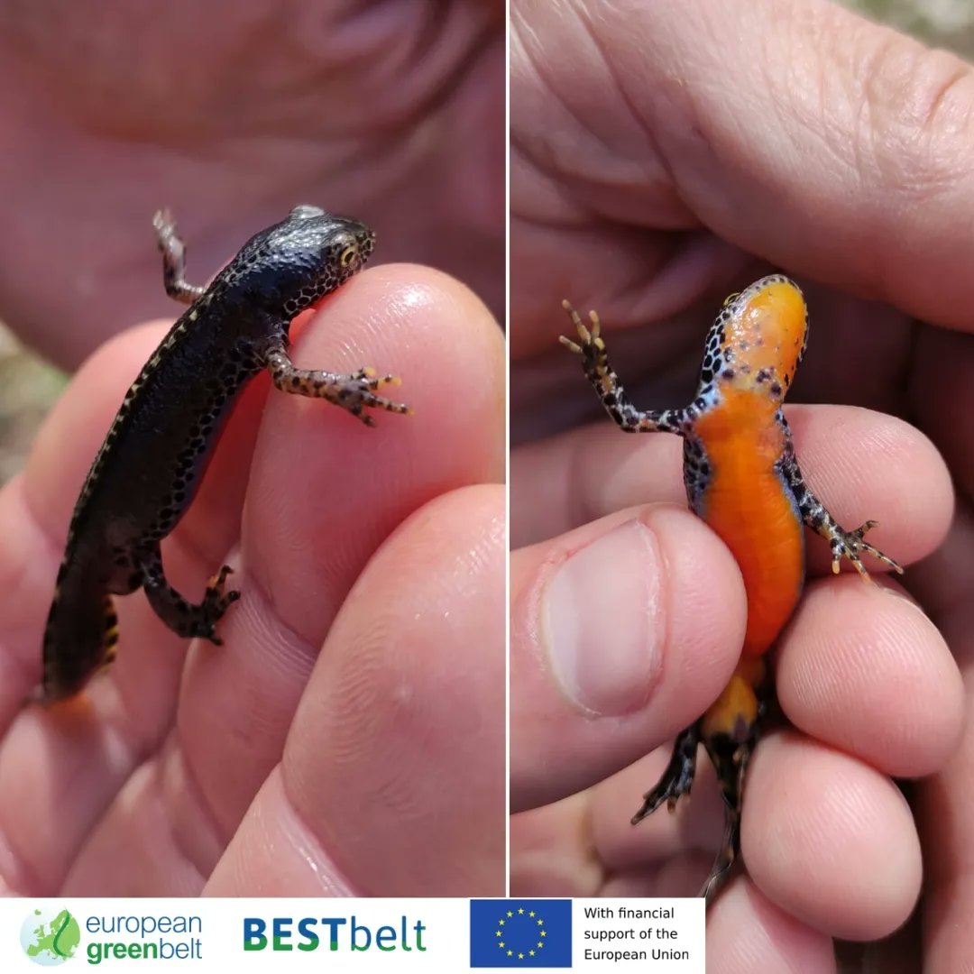 ReteItalia_EGB's tweet photo. Beautiful monitoring session in Lusevera for #BESTbelt Project!
Our ecologists dug in #biodiversity rich alpine wetlands and meadows looking for amphibians and botanical species. Plus,  temperature loggers &amp;other equipment were installed in bunkers for bats surveys. #egb #EU_ENV https://t.co/Hrga0jNC6u
