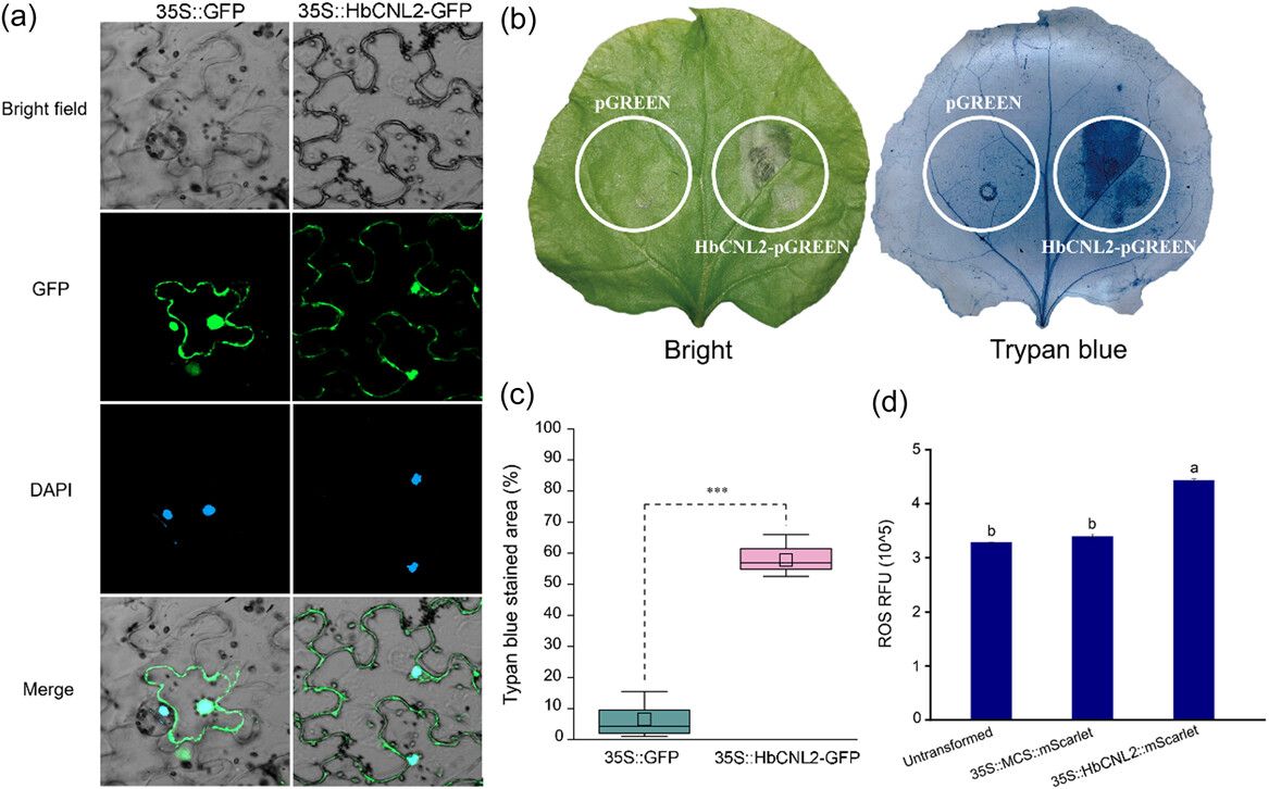 'These results provide the first observation of the cellular and molecular responses of #rubbertree leaves to biotrophic pathogen infection, and can guide the identification of disease-resistance genes in this important tree species'

Read the paper now 👇
onlinelibrary.wiley.com/doi/10.1111/pc…