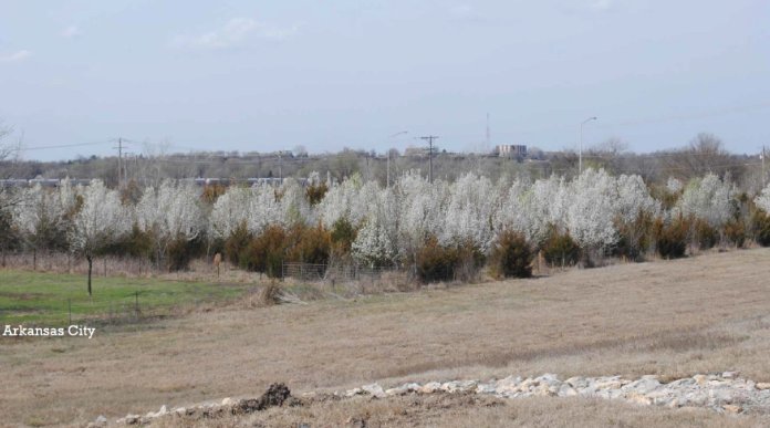 Celia_LJ's tweet photo. It's the time of year when KS' ornamental pear tree infestation is most obvious, because of their white flowers. These trees are ruining wooded and prairie areas &amp; contributing to the drop in birds and pollinators. In JoCo, @JCPRDparks is fighting back: https://t.co/UoGS5gE8hp https://t.co/qZAMG9P4OH