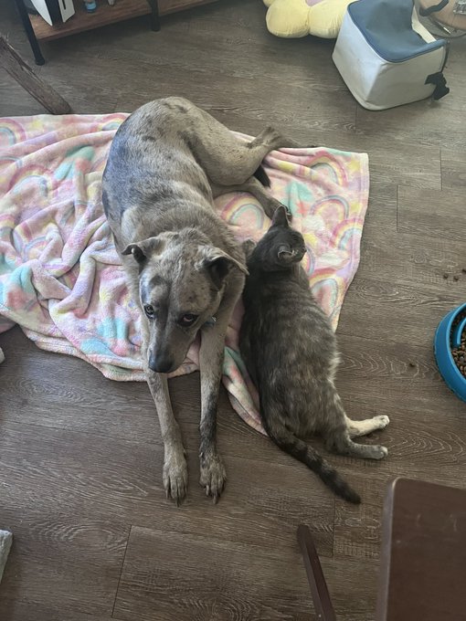 Rescued this little grey kitty 💕 her name is Pants 🙂 she gave birth to 5 kittens last Saturday &amp; they&rsquo;re<a href="/tag/thong"class="tags"><span>#thong</span></a><a href="/tag/pawg"class="tags"><span>#pawg</span></a><a href="/tag/pantyselling"class="tags"><span>#pantyselling</span></a><a href="/tag/pantyoftheday"class="tags"><span>#pantyoftheday</span></a><a href="/tag/onlyfans"class="tags"><span>#onlyfans</span></a>