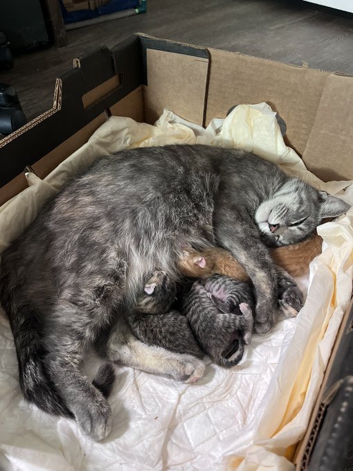 Rescued this little grey kitty 💕 her name is Pants 🙂 she gave birth to 5 kittens last Saturday &amp; they&rsquo;re<a href="/tag/mytwitteranniversary"class="tags"><span>#mytwitteranniversary</span></a>