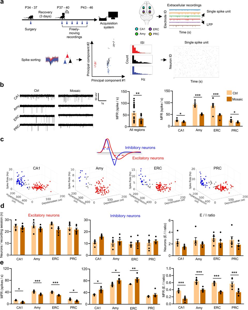 molpsychiatry's tweet photo. Neuronal network activity and connectivity are impaired in a conditional knockout mouse model with PCDH19 mosaic expression. By Giorgia Giansante et al. @unimib #neuronalnetwork #neuronalconnectivity #PCDH19 #limbic #epilepsy #behavior #OpenAccess https://t.co/JTb8YjVjGx https://t.co/RmP5FV26qm