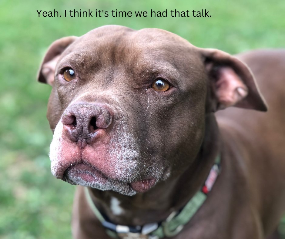 DetroitStoriez's tweet photo. THIS WEEK IN DETROIT SCIFI:
More than 150 stray dogs from the City of Detroit have announced their decision to join together as one extremely large and united pack to form a union; Canine Local 313. https://t.co/tICYuyz6vo