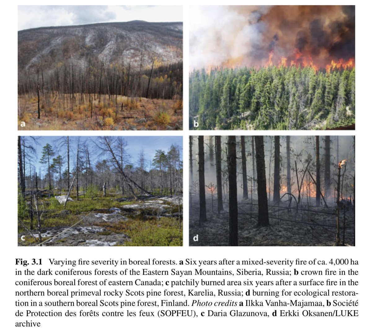 🔥, 🌬️and 🐛 are natural disturbances shaping the dynamics and biodiversity of the #BorealForest. 

Chap. 3 disscuses the implications of these disturbances for ecosystem-based forest management.
 
Read here: link.springer.com/chapter/10.100… 

✏️Ekaterina Shorohova & Nina Ulanova