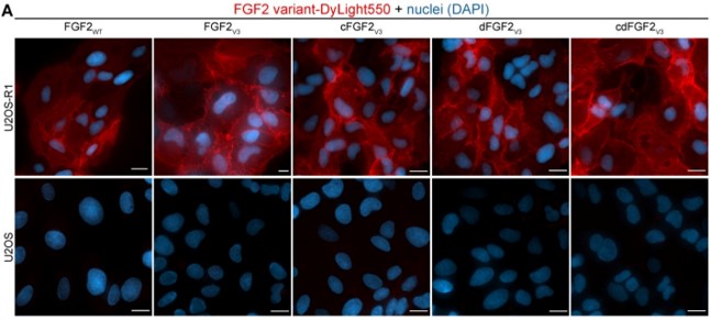 Our FGF2-STAB® has been given an interesting redo by Mateusz Krzyscik et al with high potential in regenerative and cancer medicine including wound healing, anticancer therapy (FGF2-STAB®-based drug carrier) and in diabetes (for patients that cannot be treated with insulin).