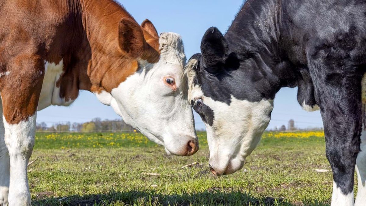 Chris Pelow, has had a prestigious 10 year recruitment career. We asked him to tell us the top 10 tips he would give to other recruiters or sales folk now his recruitment career has reached the age of 10. 

#recruitmentagency #recruitmentdublin 
bit.ly/3Mgj4VI