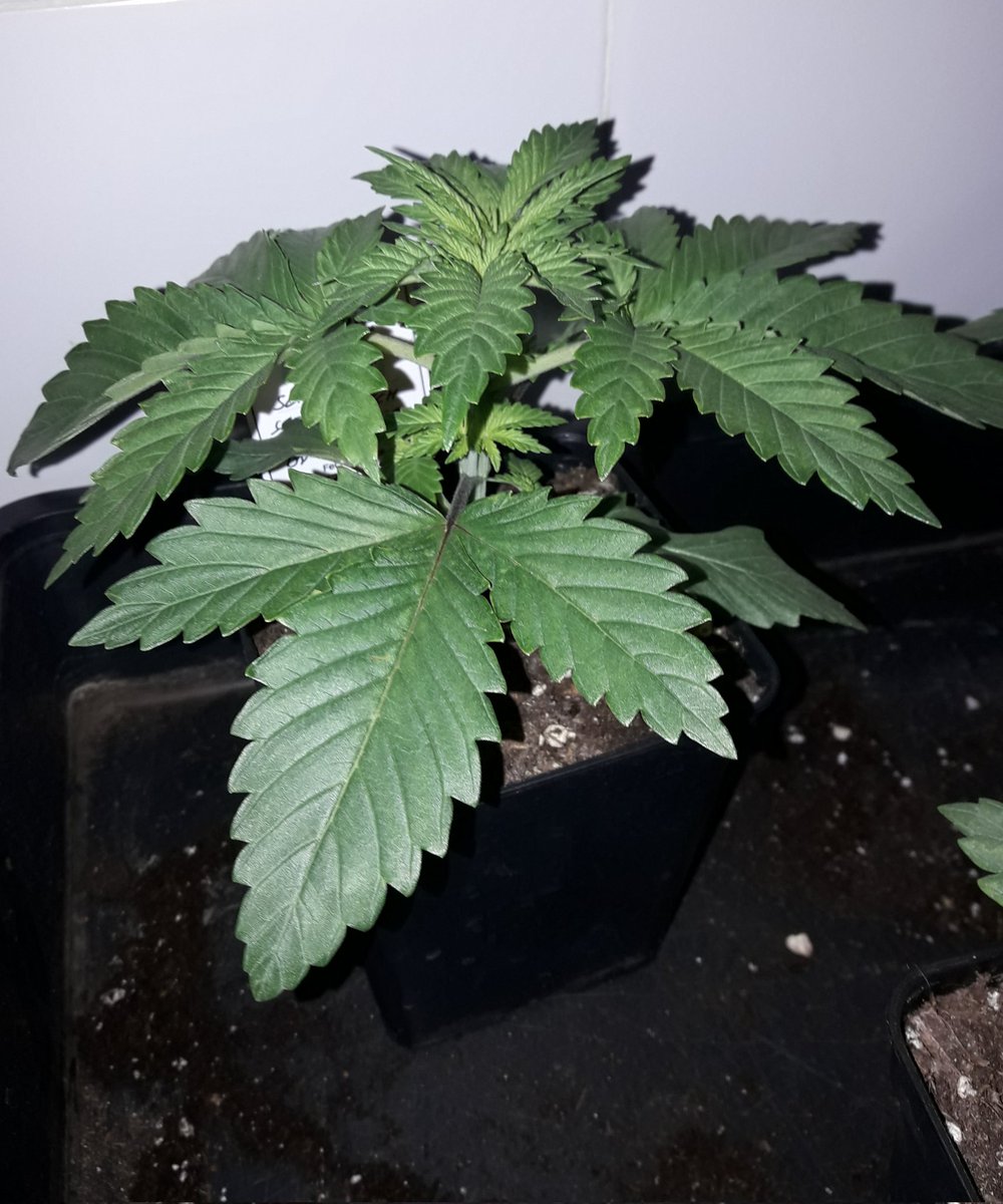 AdrycManellson's tweet photo. Con un #TimeLap sobre #SuperAk #SpecialDutch de @Kannabia_Samen en #AdrycsCove, #Sust #CocoAllMix @ProXL_Spain y bajo #TheLedQ240Wts #PureTent #RefBlanca @ThePureFactory_ powered todo by @DPlantasur,
Mi Hada y toda la #Crew Os Saludamos y Deseamos magnífico inicio de Abril...🧚♂️😎 https://t.co/mdmpf3s2v8