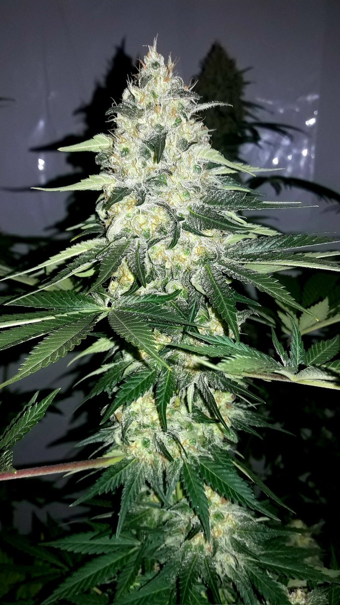 AdrycManellson's tweet photo. Con un #TimeLap sobre #SuperAk #SpecialDutch de @Kannabia_Samen en #AdrycsCove, #Sust #CocoAllMix @ProXL_Spain y bajo #TheLedQ240Wts #PureTent #RefBlanca @ThePureFactory_ powered todo by @DPlantasur,
Mi Hada y toda la #Crew Os Saludamos y Deseamos magnífico inicio de Abril...🧚♂️😎 https://t.co/mdmpf3s2v8