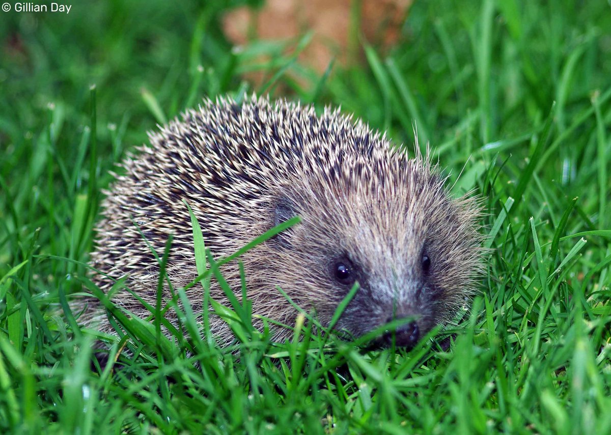 The Wildlife Trusts tweet media