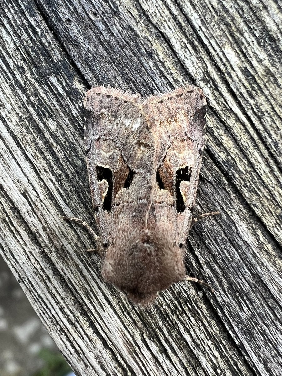 MiniBeastsUK's tweet photo. Start of the Easter holidays. It seems a bit cold for moths? I did manage to see this Hebrew Character moth! Poor little thing seemed a little chilly! 🥶
.
.
.
.
#moths #mothsoftwitter #mothsmatter #mothsandbutterflies #hebrewcharactermoth https://t.co/GyYESmPp8q