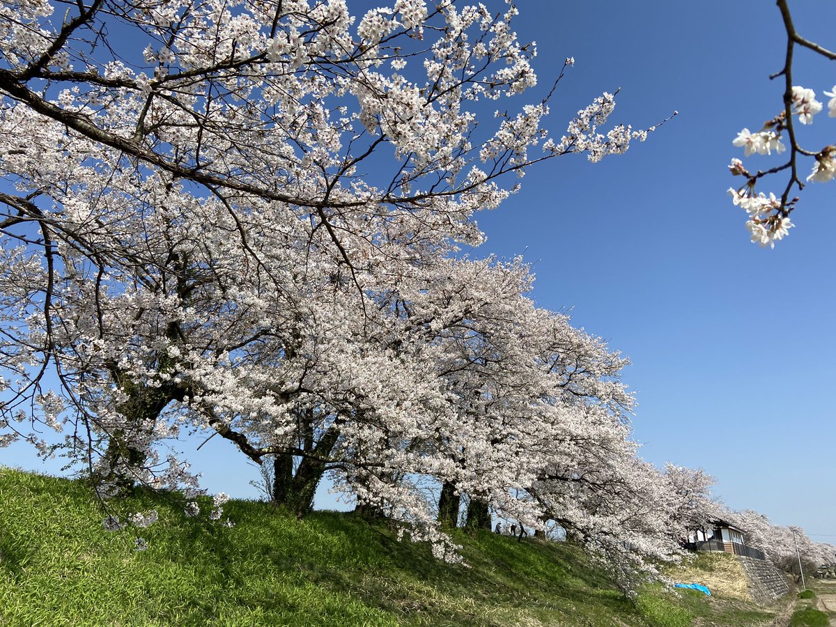 Franky4f's tweet photo. 富山は満開でした
（滅鬼ってカッコいい地名の桜）
大阪杯は3着取りこぼし残念

#滅鬼
#満開 https://t.co/UyEVxYSGgY